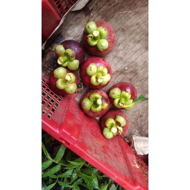 

Manggis fresh.1 kg
