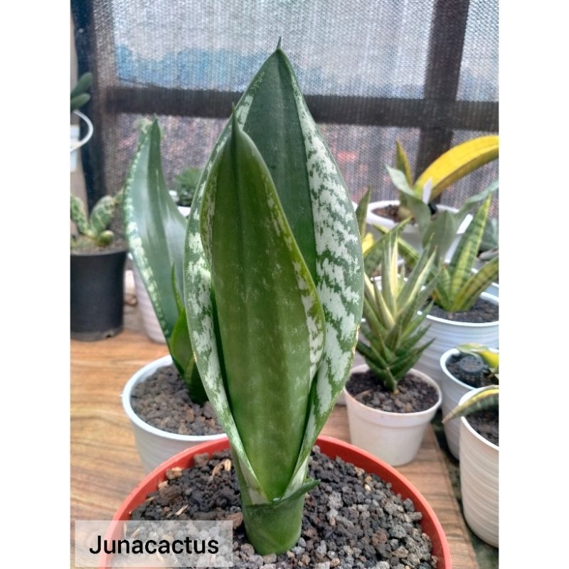Sansevieria Trifasciata Whitney