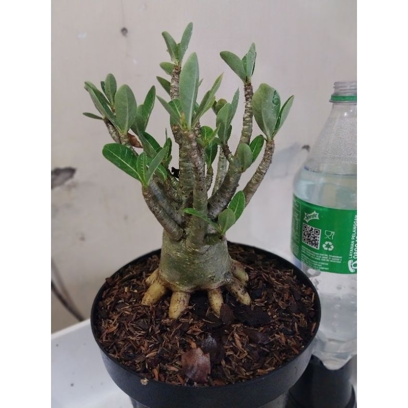 Adenium Arabicum Hibrid Prokar