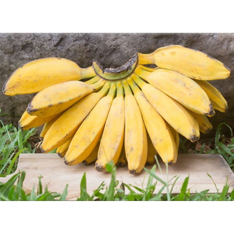 

Pisang Kepok 1 Sisir Surabaya Best Seller