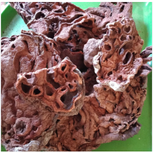 

Sarang Semut asli 100gr