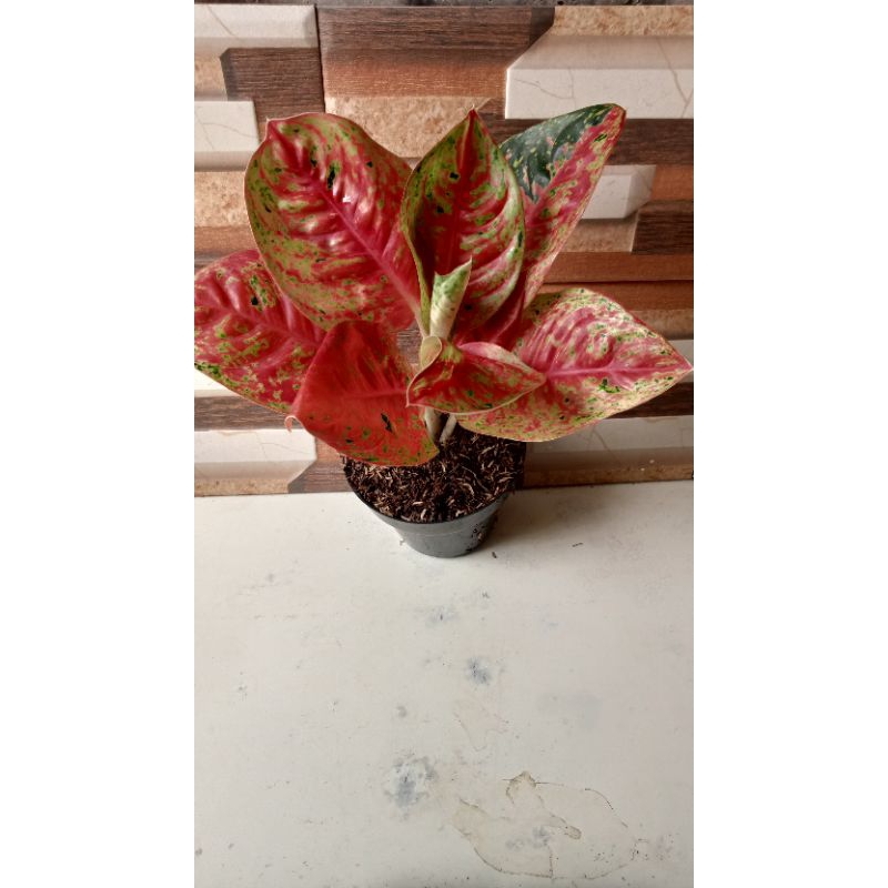 Aglonema mahasety lokal