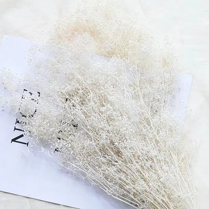 Preserved Dried Flower Million Star - Bunga Kering Million Stars - Natural Dried Flower - Bunga Keri