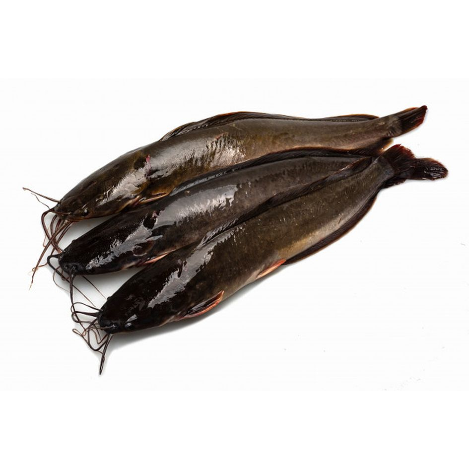 

KIRIM INSTAN IKAN LELE SEGAR | IKAN LELE