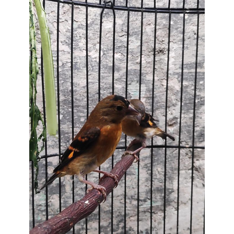 Red Siskin klasik sepasang trotol