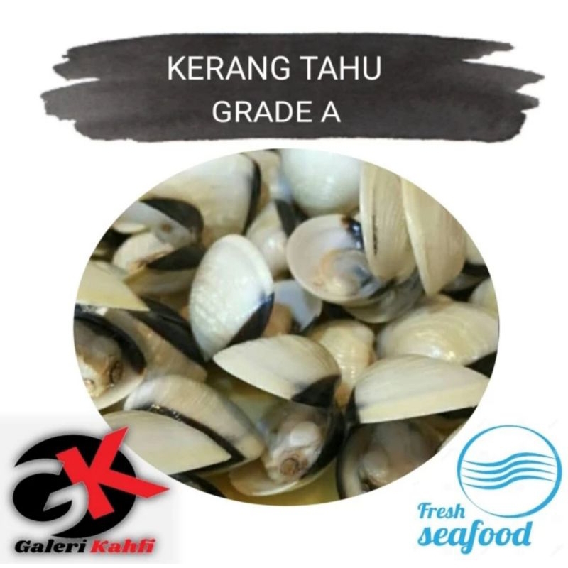 

KERANG TAHU FRESH Berkualitas GRADE A - 1KG / ANEKA SEAFOOD SEGAR / ANEKA KERANG SEGAR