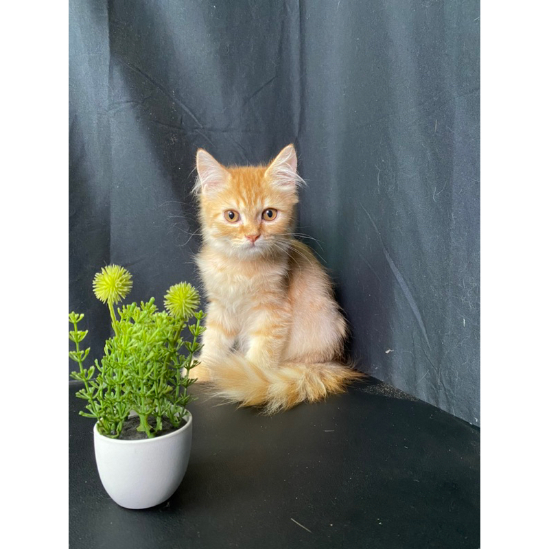 Kucing Persia Jantan (Oren)| Kitten Persia Long Hair