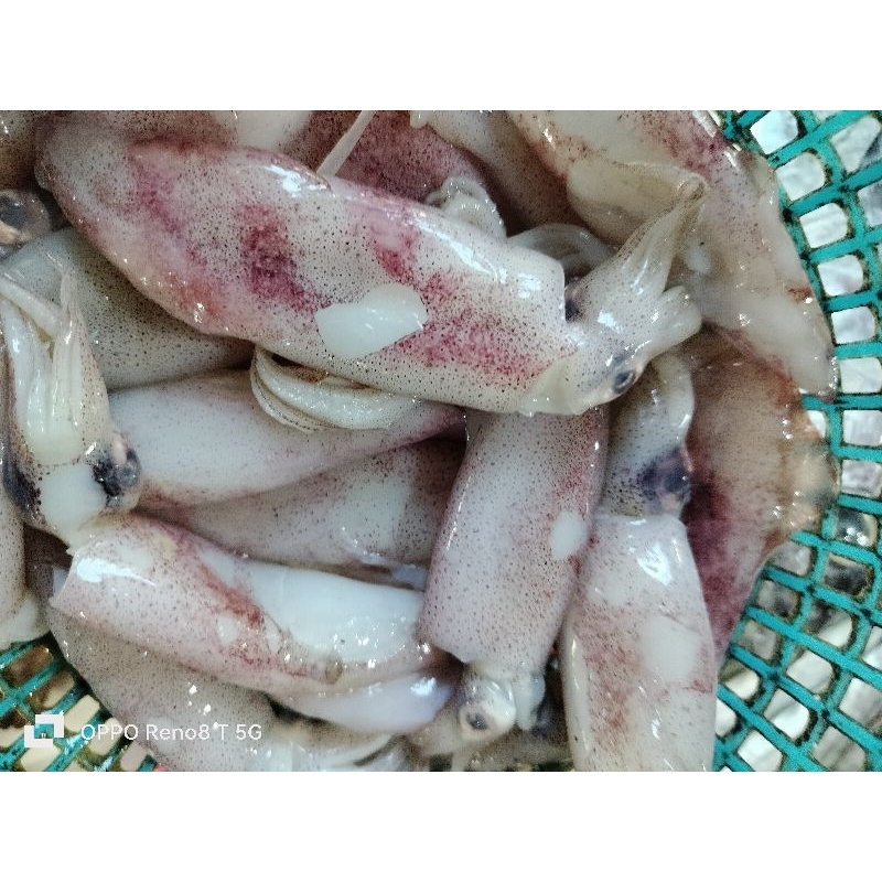 

ikan cumi segar 250grm