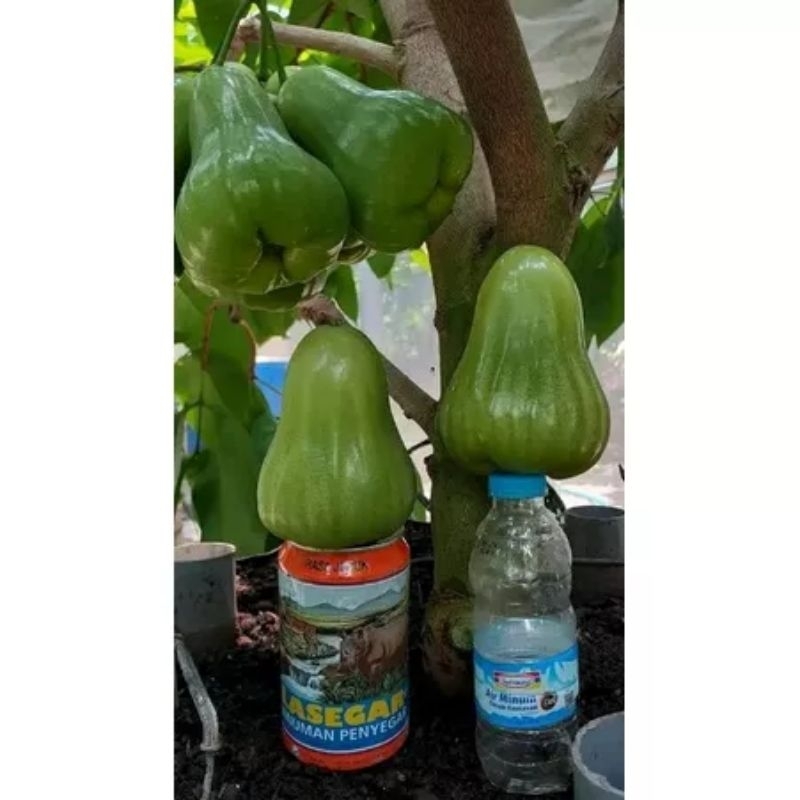 

Bibit Jambu Air Green Giant / Buto Ijo Okulasi Asli Buatan Sendiri