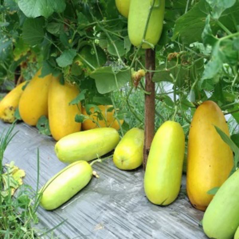 30 benih timun suri / biji timun suri / bibit timun suri, repack.