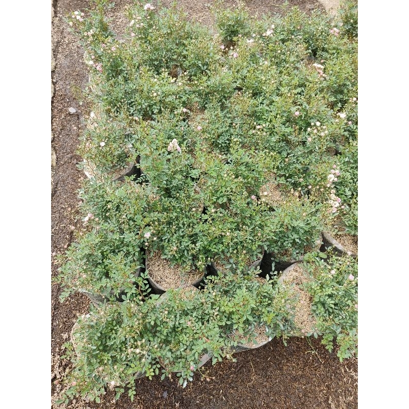 Bunga mawar baby rose Minion mawar mini