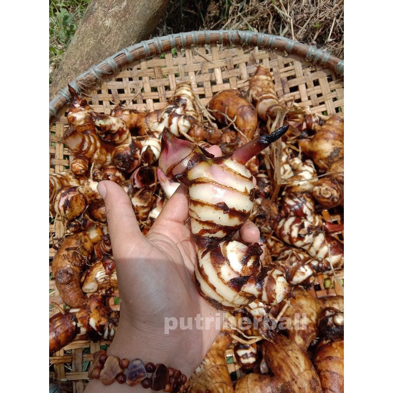 

UBI GANYONG UBI GANYOL SEGAR PER 1 KG