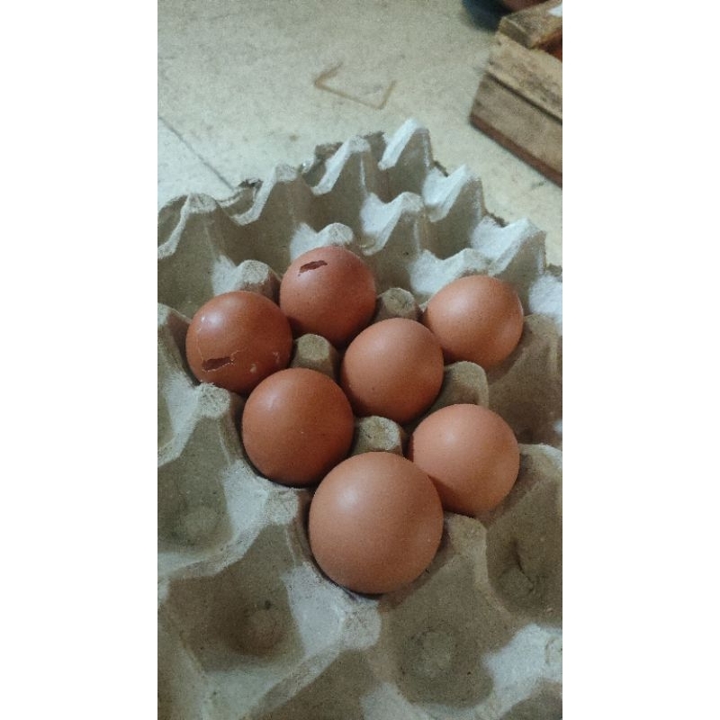 

telur ayam