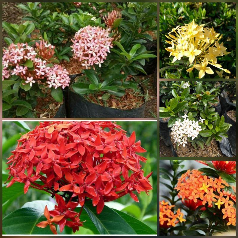 BIbit Tanaman Bunga Asoka