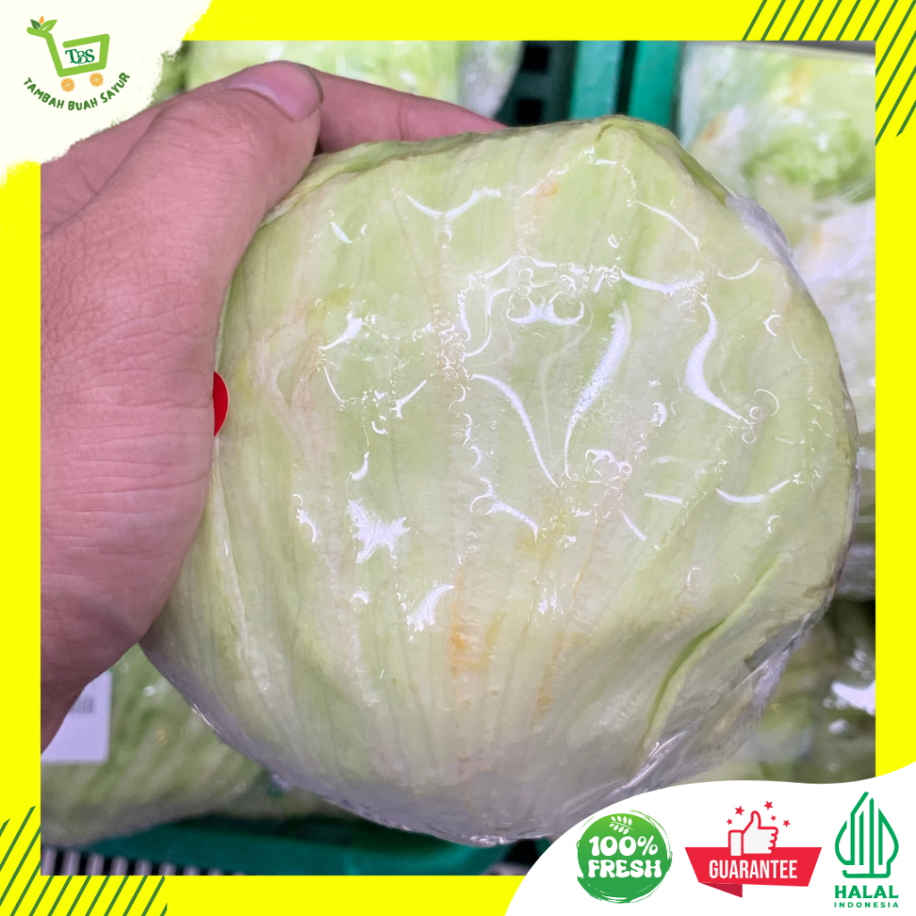 

LETTUCE KUALITAS PREMIUM (KHUSUS SAMEDAY DAN INSTAN)