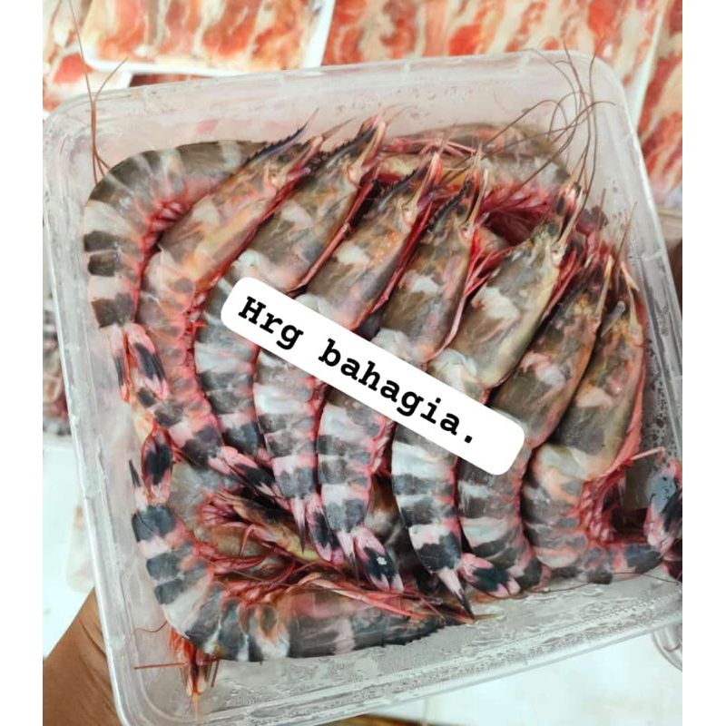 

Udang windu