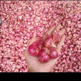 

Brambang Probolinggo