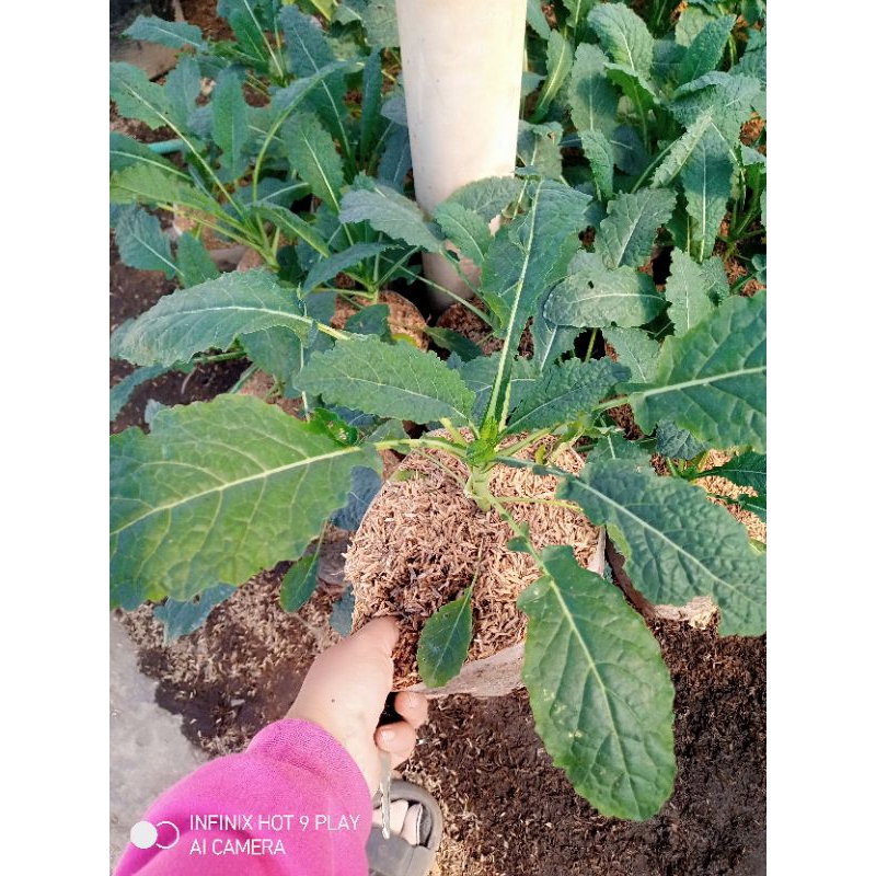 tanaman sayur kale nero