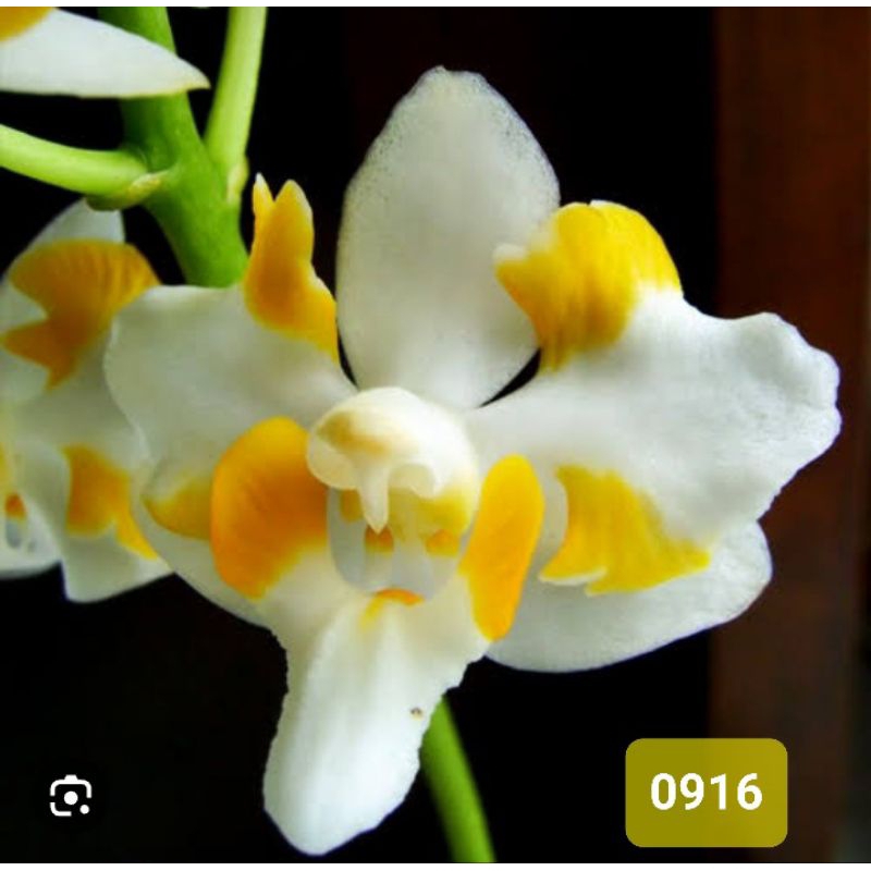 anggrek bulan pelorik