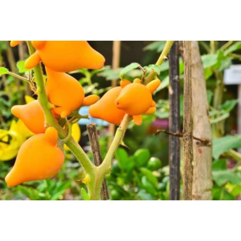 Benih Terong Unik atau Terong Susu