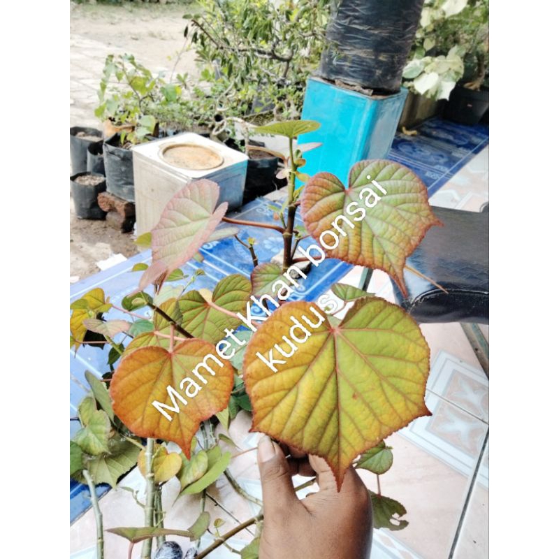 Waru India Mutasi / Hibryt