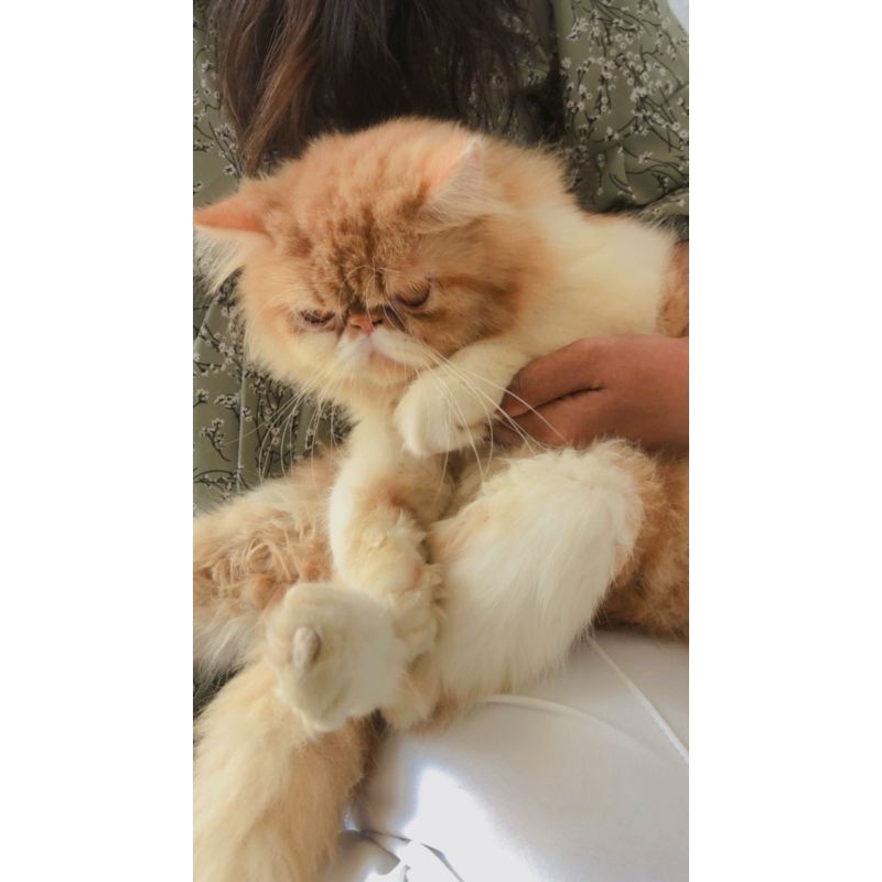 adopsi kucing