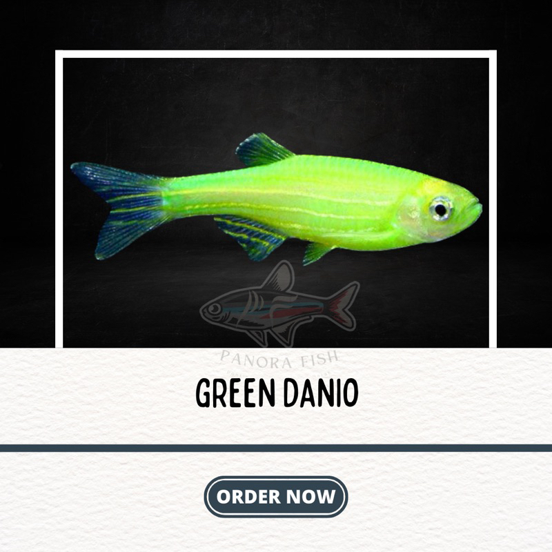 perlengkapan aquarium green danio