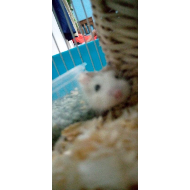 hamster,roborovski