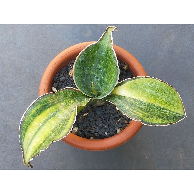 SANSEVIERIA SINUS GIANT BAT VARIGATA/TANAMAN PENYERAP UDARA KOTOR DALAM RUANGAN/TANAMAN OUTDOOR/TANA