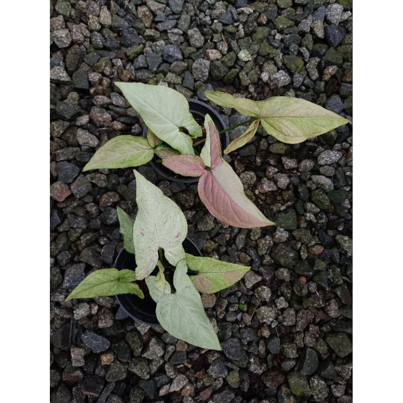 syngonium Strawberry Milk + pink salmon