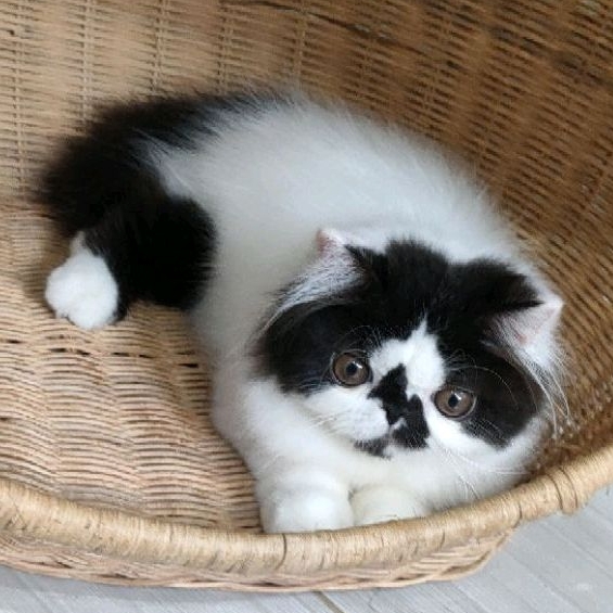 kitten persia peaknose jantan non ped