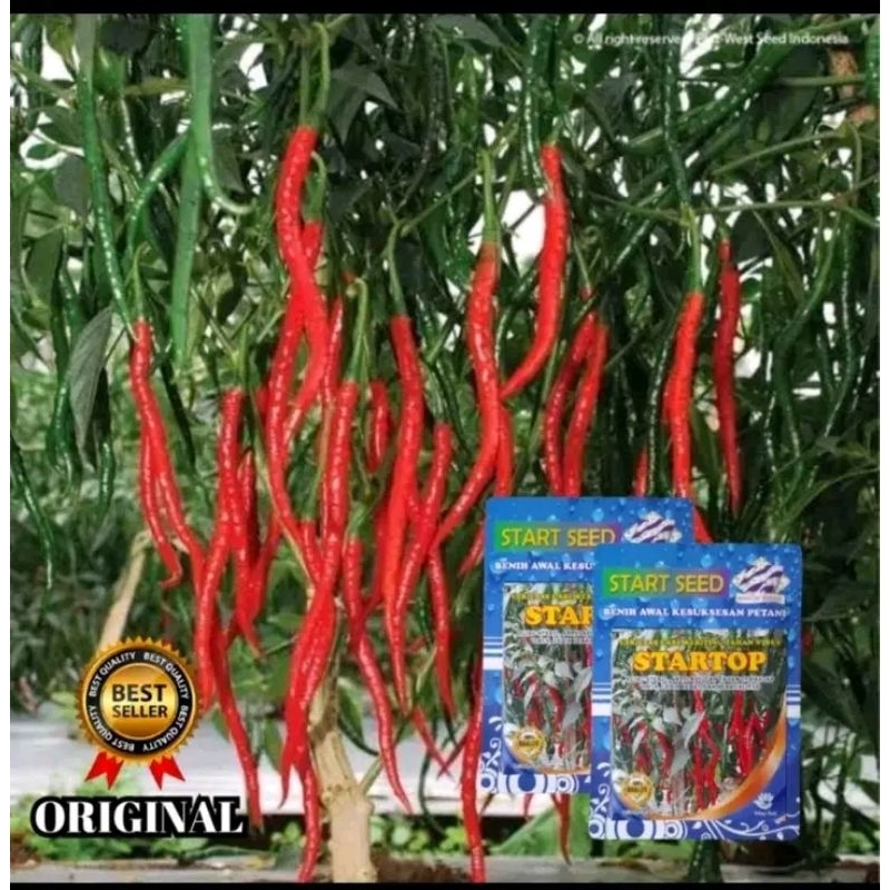 STARTOP benih cmk tahan virus, buah super lebat isi 12 gr(ORIGINAL)