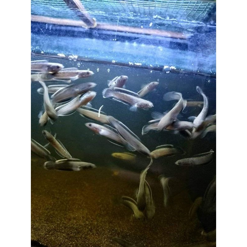 channa limbata rim tebal 2 ekoe