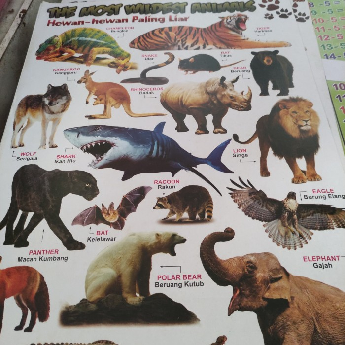 

Poster Edukasi Anak Mainan Edukasi Anak Lembaran Animals World Macam Satwa Bird Poultry Binatang Jinak Hewan