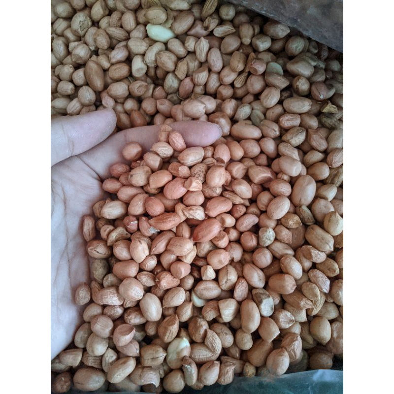 

1KG KACANG TANAH MENTAH