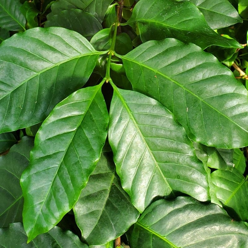 

daun kopi herbal /daun kopi segar /daun kopi pucuk 150 gr