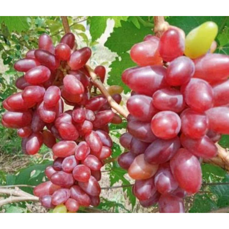 bibit anggur impor taldun