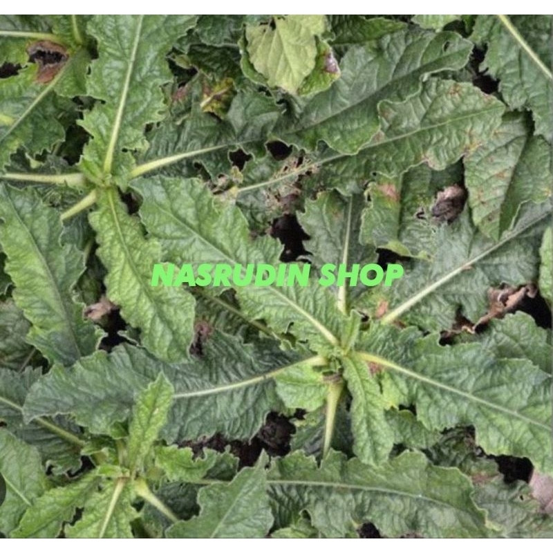 

DAUN TAPAK LIMAN SEGAR LANGSUNG PETIK / ELEPHANTOPUS SCABER / OBAT HERBAL BERAK DARAH