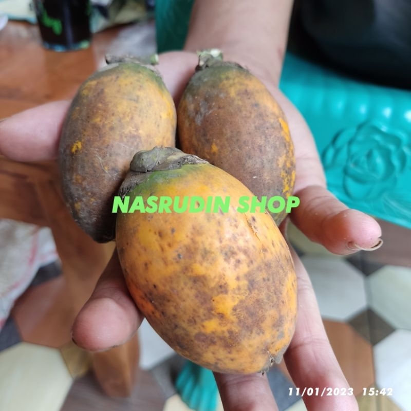 

BUAH PINANG MATANG | BIBIT PINANG BIBIT BUAH PINANG SATUAN MURAH
