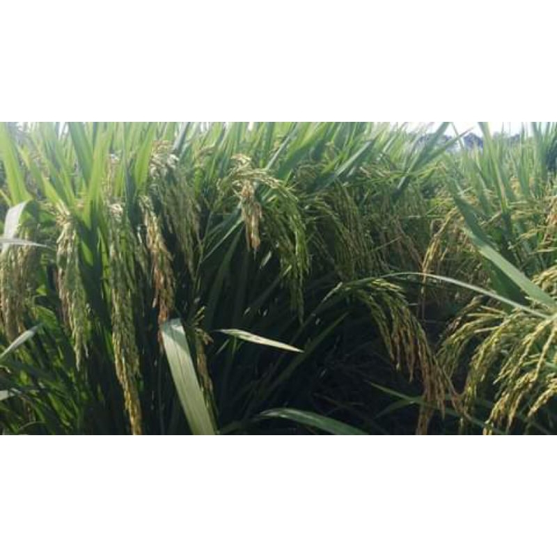 Benih padi Sigupai ua 11 kemasan 5 kg