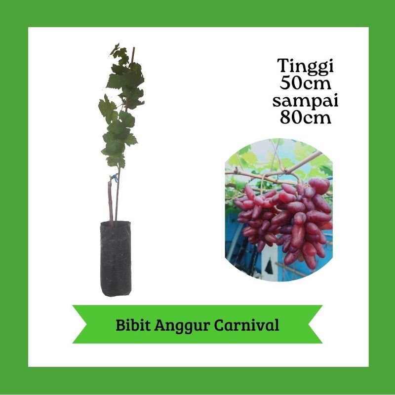 Bibit Anggur Import Carnival