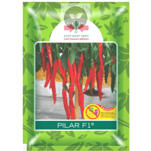 BENIH CABE BESAR PILAR F1 +/- 1500 butir