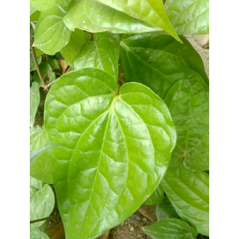 

sirih hijau segar (20 lembar)