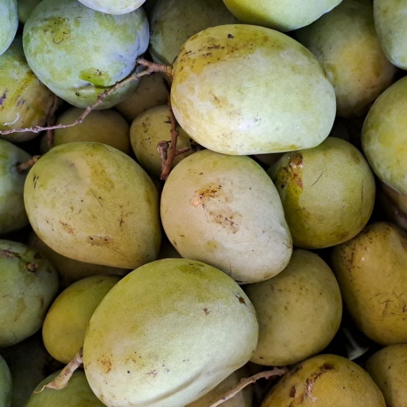 

Mangga Rujakan / Mangga Muda / Mangga mentah / Mangga Mengkal 1kg / Mangga Rujak