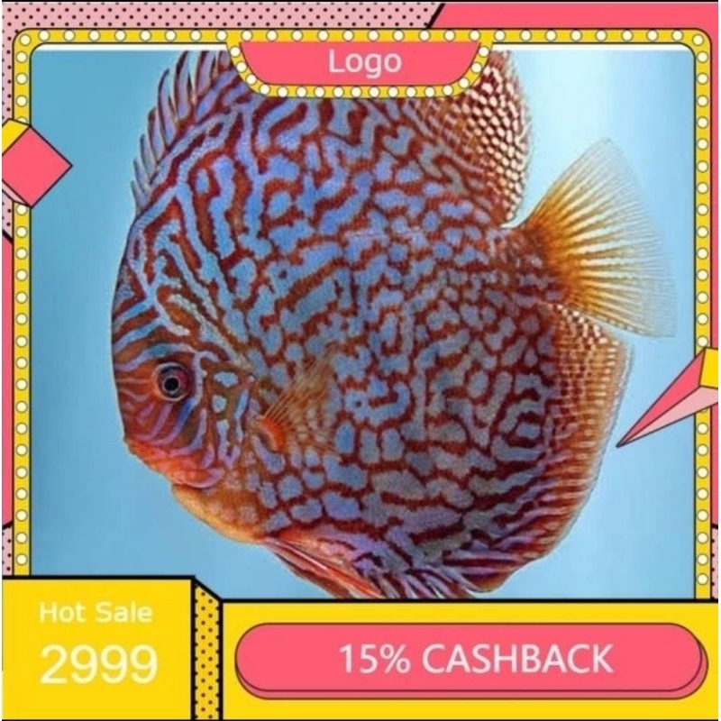 Blue Tiger Turquoise Discus Aquarium