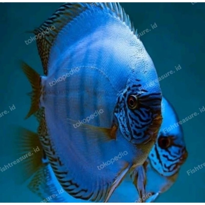 Blue Cobalt Discus Aquarium
