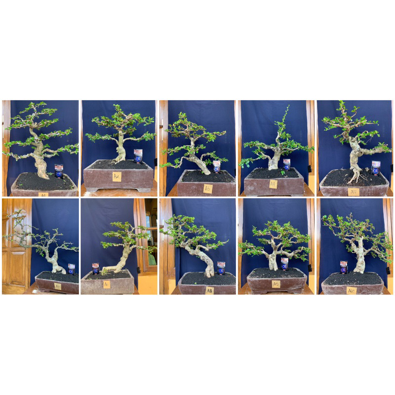 KODE A (PART 1) Bonsai Hokiantea Hokianti Batang Besar Siap Pajang