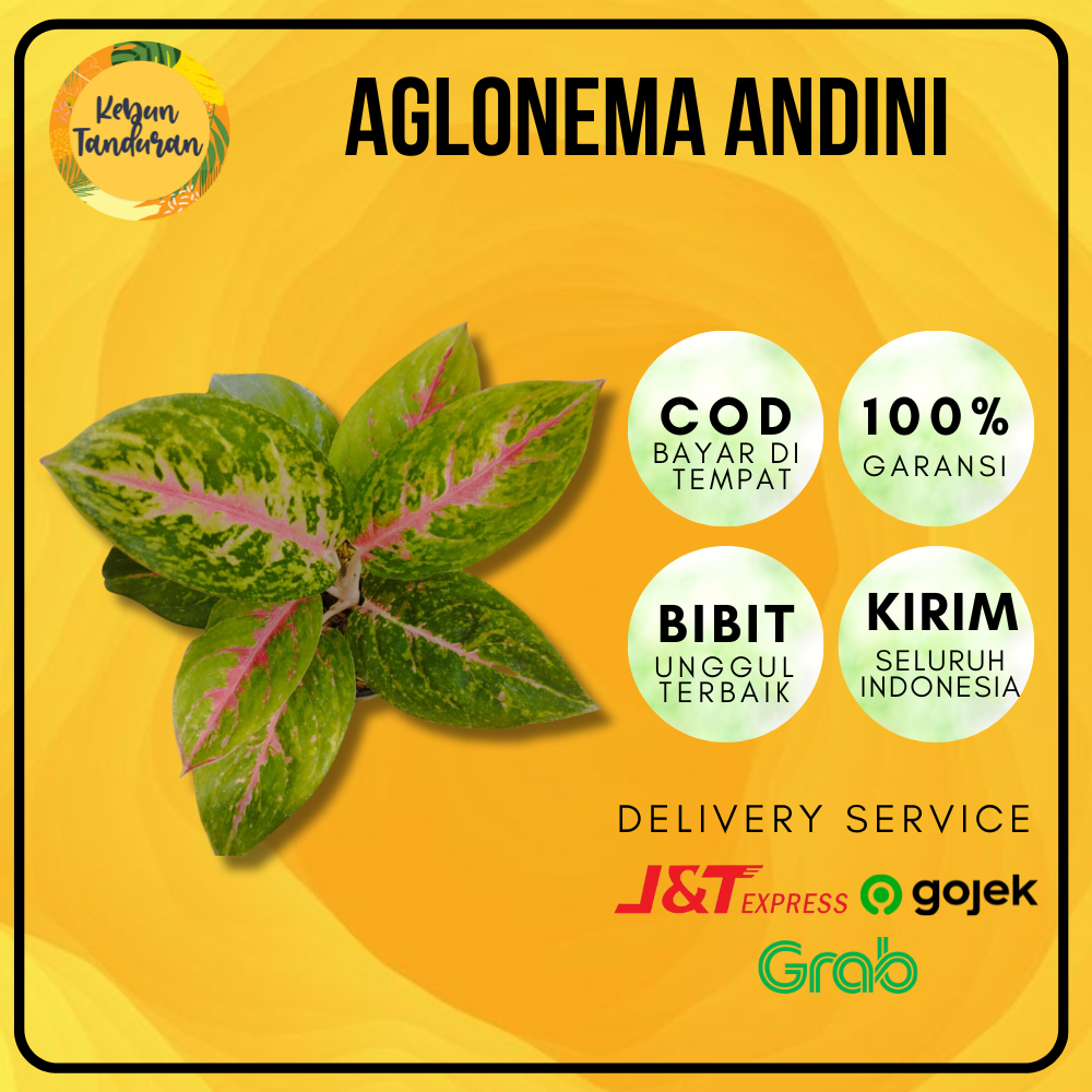 Tanaman Hias Indoor Aglonema Andini Tanaman Hidup Aglaonema Andini