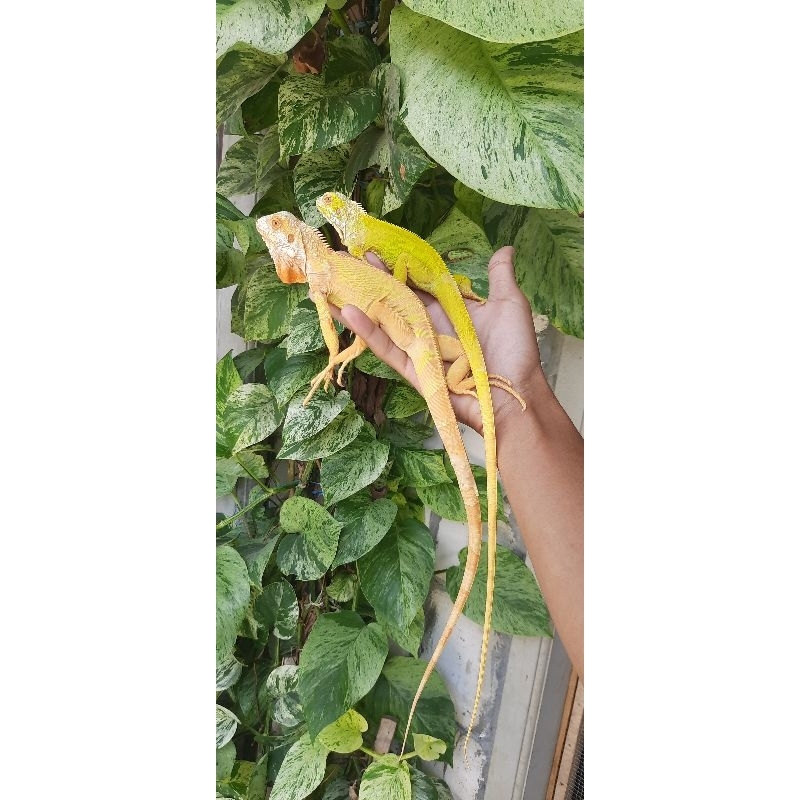 mainan red iguana albino