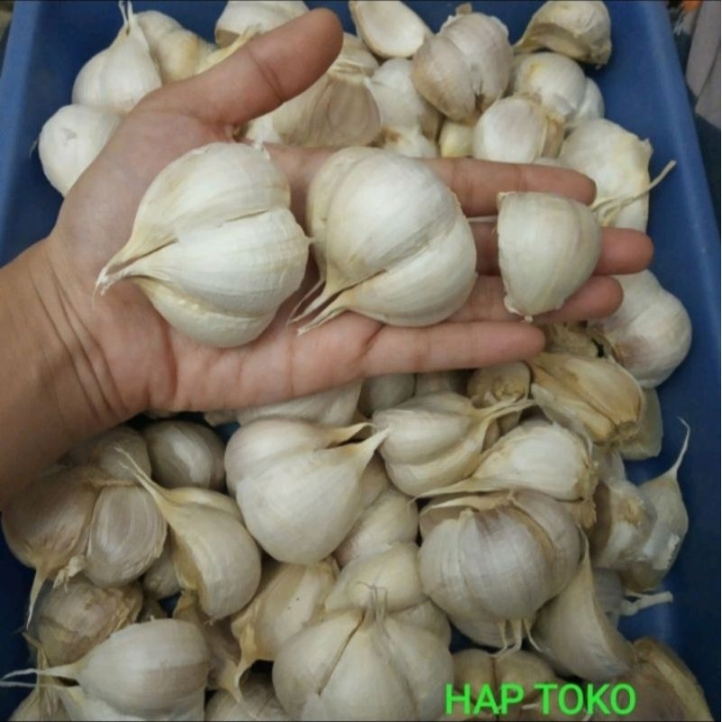 

Bawang Kating Bersih dan Bonggolan